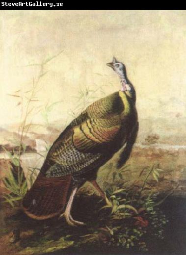 John James Audubon the american wild turkey cock